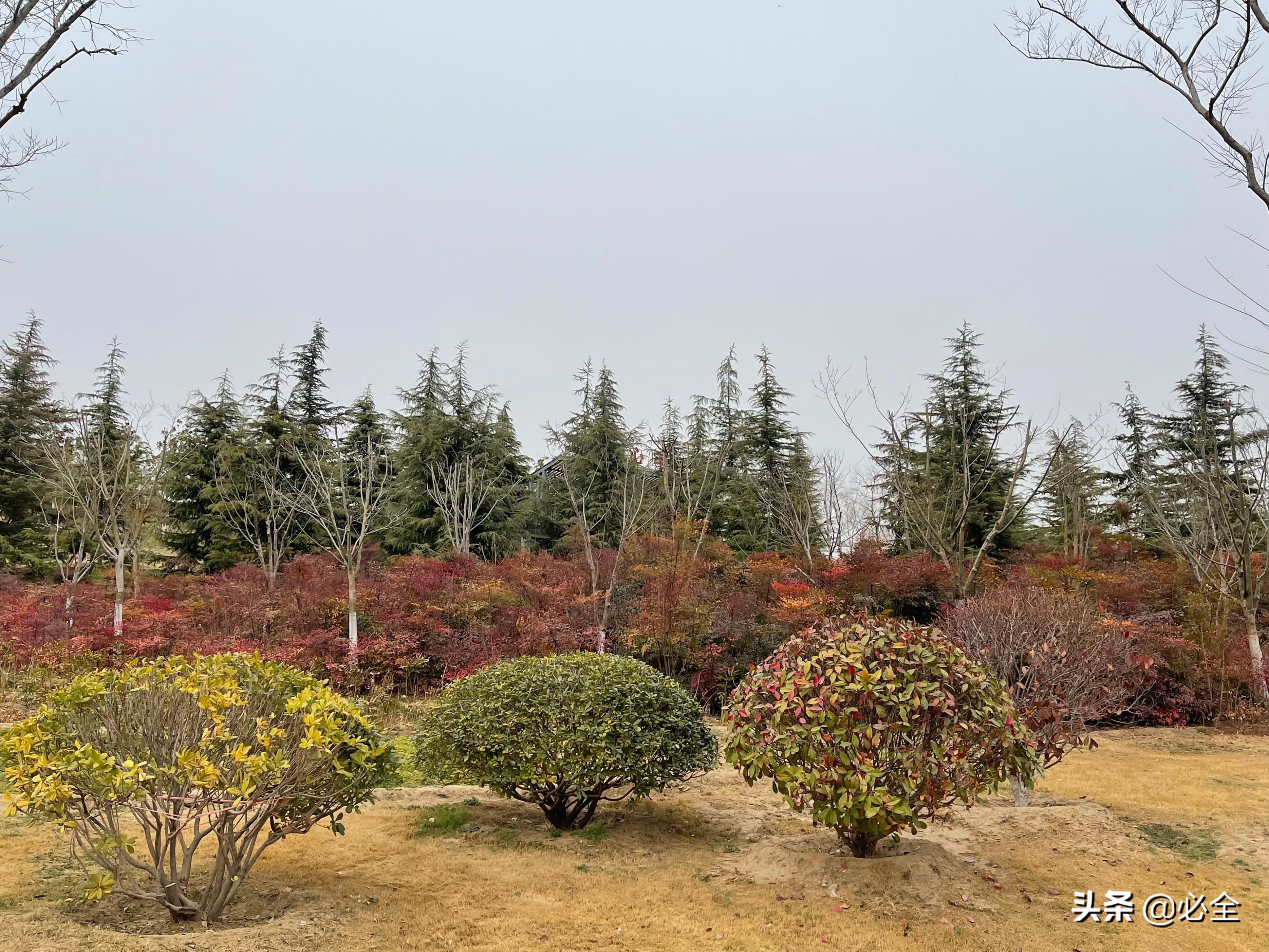 最新常绿树种，塑造可持续城市景观的核心要素