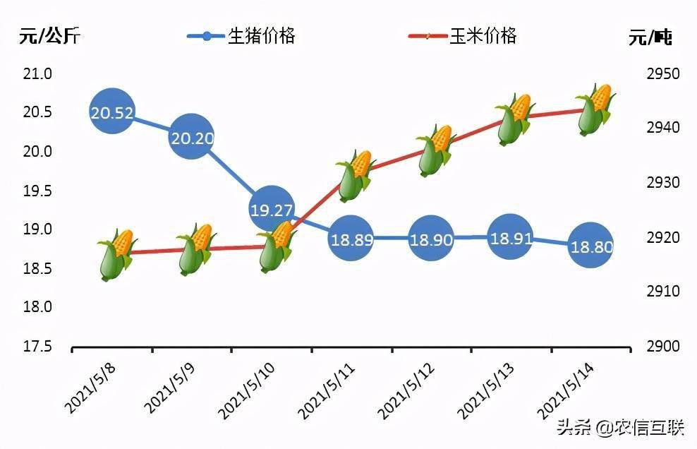 今日猪价更新及市场走势解析