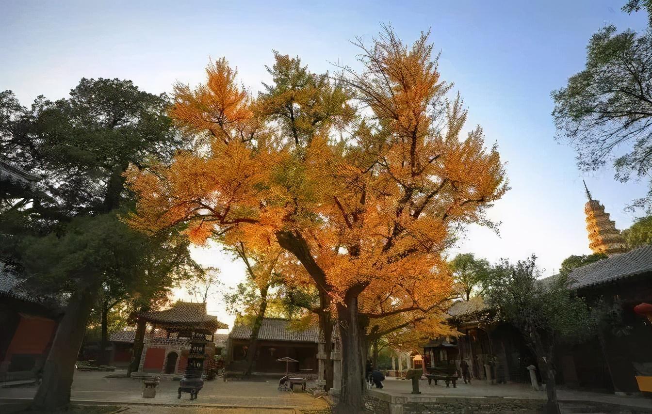 万德灵岩寺最新规划，重塑古老寺庙的辉煌盛景