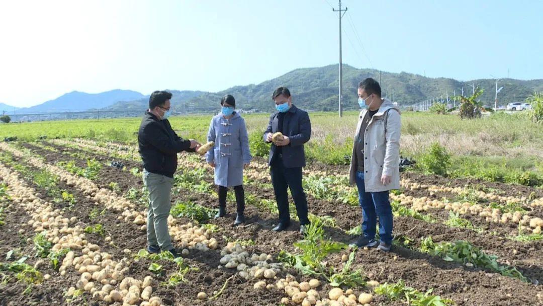 马铃薯最新价格走势解析与预测