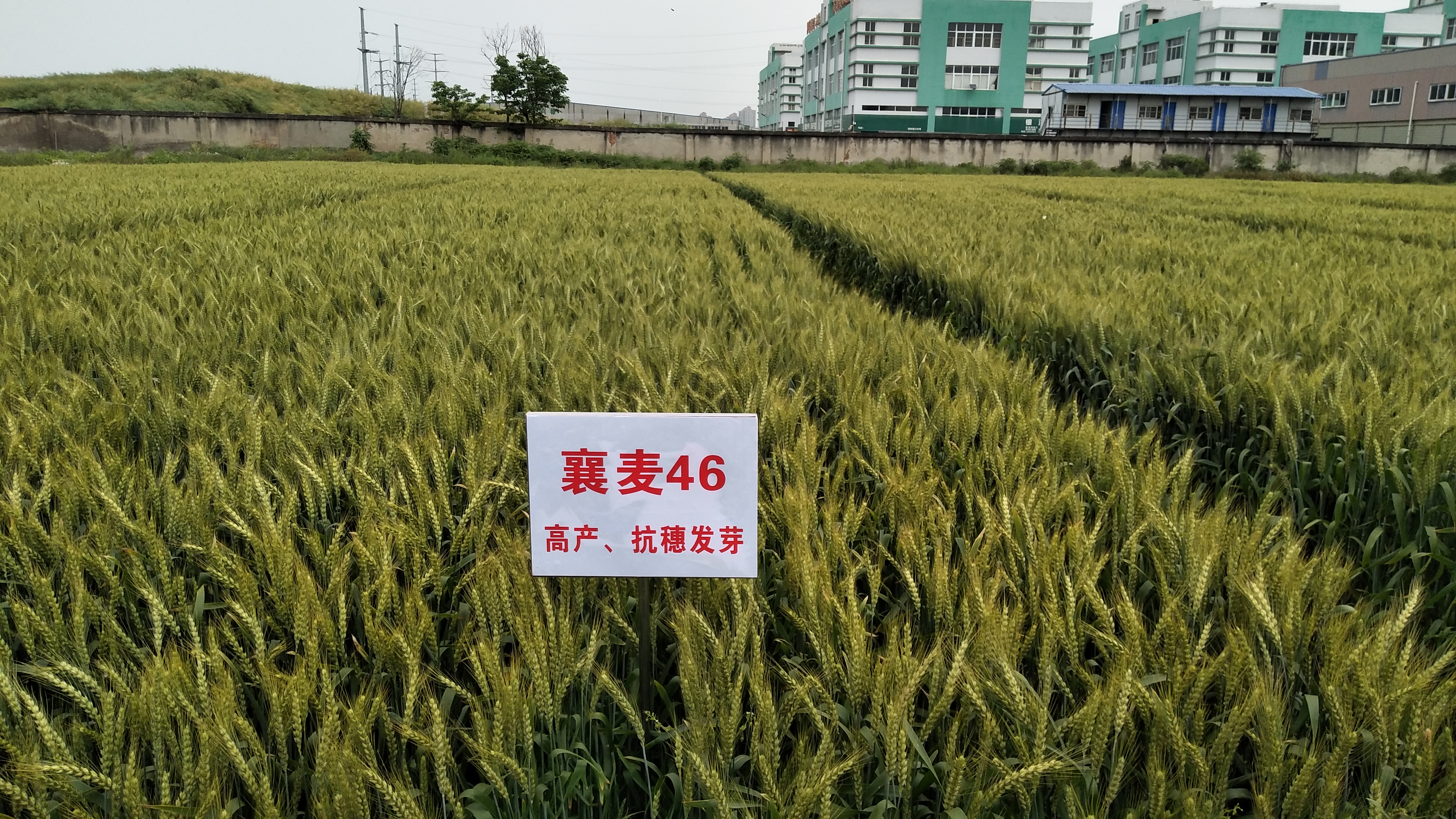 最新国审小麦引领科技进步，助力粮食安全保障